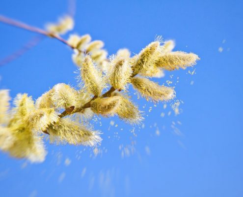 Allergia alle graminacee cosa non mangiare